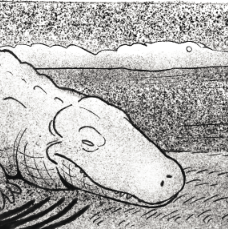 Everglades Trail Cam